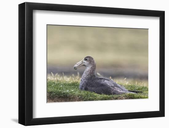 Southern Giant Petrel (Macronectes Giganteus), on the Falkland Islands-Martin Zwick-Framed Photographic Print