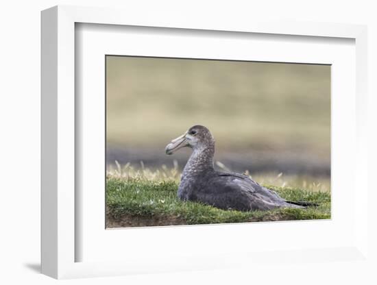 Southern Giant Petrel (Macronectes Giganteus), on the Falkland Islands-Martin Zwick-Framed Photographic Print