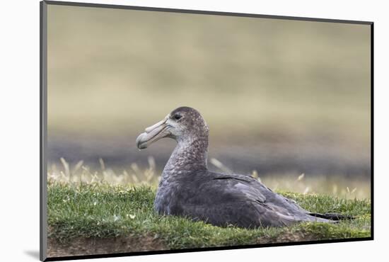 Southern Giant Petrel (Macronectes Giganteus), on the Falkland Islands-Martin Zwick-Mounted Photographic Print