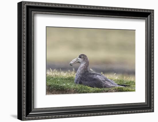 Southern Giant Petrel (Macronectes Giganteus), on the Falkland Islands-Martin Zwick-Framed Photographic Print