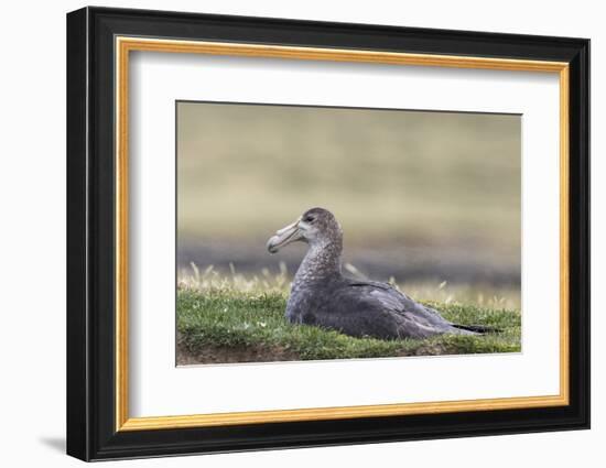 Southern Giant Petrel (Macronectes Giganteus), on the Falkland Islands-Martin Zwick-Framed Photographic Print