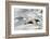 Southern Giant Petrel-Joe McDonald-Framed Photographic Print