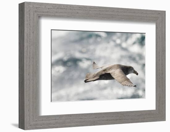 Southern Giant Petrel-Joe McDonald-Framed Photographic Print