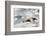 Southern Giant Petrel-Joe McDonald-Framed Photographic Print