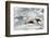 Southern Giant Petrel-Joe McDonald-Framed Photographic Print