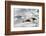 Southern Giant Petrel-Joe McDonald-Framed Photographic Print