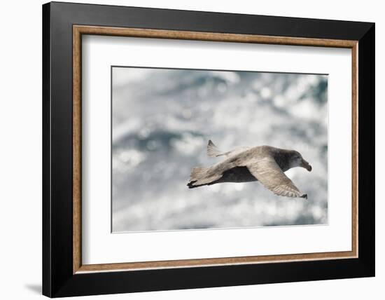 Southern Giant Petrel-Joe McDonald-Framed Photographic Print