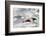 Southern Giant Petrel-Joe McDonald-Framed Photographic Print