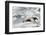 Southern Giant Petrel-Joe McDonald-Framed Photographic Print