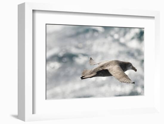 Southern Giant Petrel-Joe McDonald-Framed Photographic Print