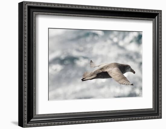 Southern Giant Petrel-Joe McDonald-Framed Photographic Print