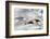 Southern Giant Petrel-Joe McDonald-Framed Photographic Print