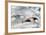 Southern Giant Petrel-Joe McDonald-Framed Photographic Print