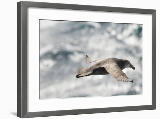 Southern Giant Petrel-Joe McDonald-Framed Photographic Print