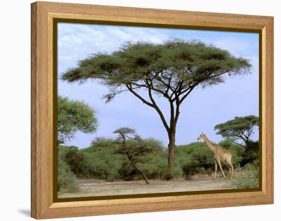 Southern Giraffe and Acacia Tree, Okavango Delta, Botswana-Pete Oxford-Framed Premier Image Canvas