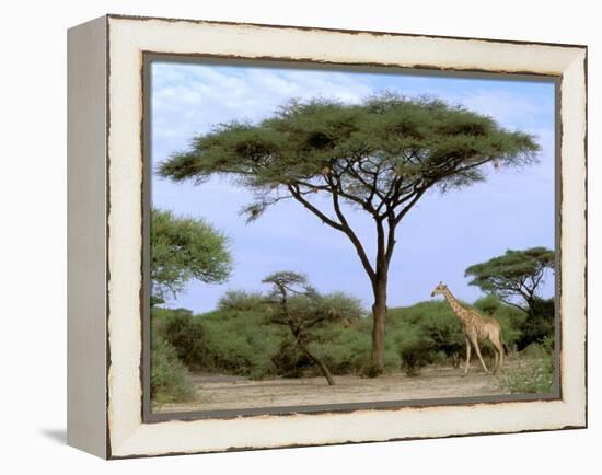 Southern Giraffe and Acacia Tree, Okavango Delta, Botswana-Pete Oxford-Framed Premier Image Canvas