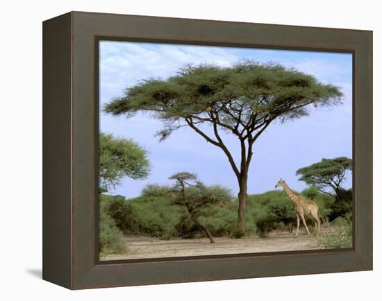 Southern Giraffe and Acacia Tree, Okavango Delta, Botswana-Pete Oxford-Framed Premier Image Canvas