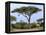 Southern Giraffe and Acacia Tree, Okavango Delta, Botswana-Pete Oxford-Framed Premier Image Canvas