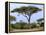 Southern Giraffe and Acacia Tree, Okavango Delta, Botswana-Pete Oxford-Framed Premier Image Canvas