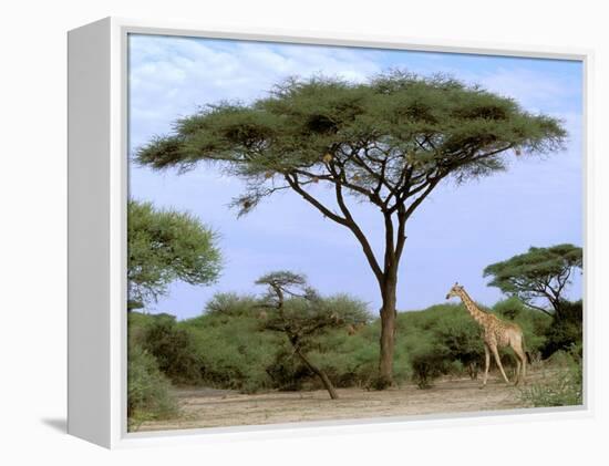 Southern Giraffe and Acacia Tree, Okavango Delta, Botswana-Pete Oxford-Framed Premier Image Canvas