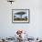 Southern Giraffe and Acacia Tree, Okavango Delta, Botswana-Pete Oxford-Framed Photographic Print displayed on a wall