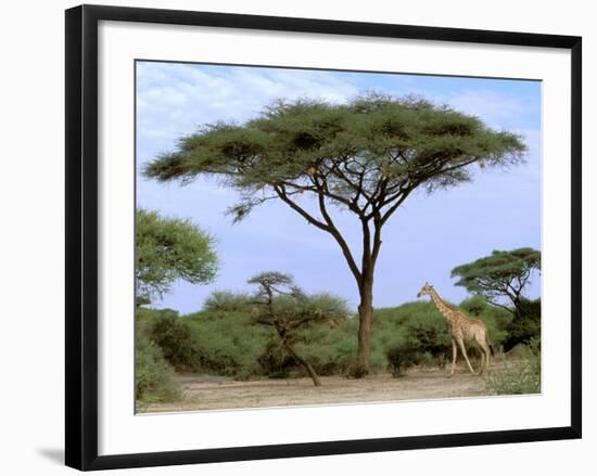 Southern Giraffe and Acacia Tree, Okavango Delta, Botswana-Pete Oxford-Framed Photographic Print