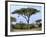 Southern Giraffe and Acacia Tree, Okavango Delta, Botswana-Pete Oxford-Framed Photographic Print