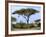 Southern Giraffe and Acacia Tree, Okavango Delta, Botswana-Pete Oxford-Framed Photographic Print