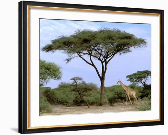 Southern Giraffe and Acacia Tree, Okavango Delta, Botswana-Pete Oxford-Framed Photographic Print