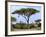 Southern Giraffe and Acacia Tree, Okavango Delta, Botswana-Pete Oxford-Framed Photographic Print