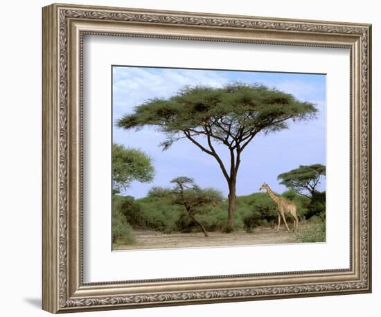 Southern Giraffe and Acacia Tree, Okavango Delta, Botswana-Pete Oxford-Framed Photographic Print