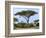 Southern Giraffe and Acacia Tree, Okavango Delta, Botswana-Pete Oxford-Framed Photographic Print