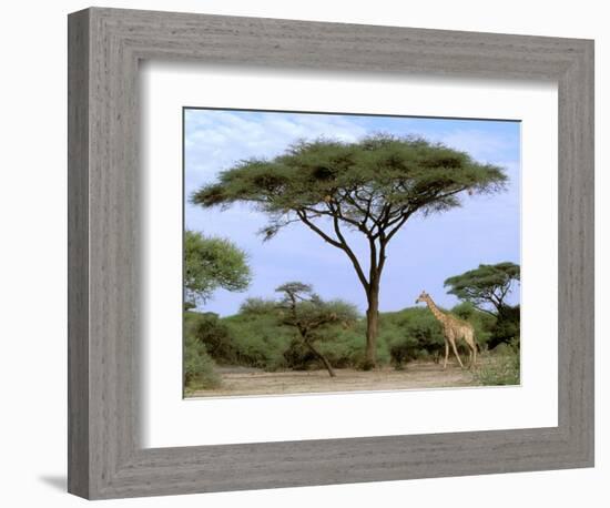 Southern Giraffe and Acacia Tree, Okavango Delta, Botswana-Pete Oxford-Framed Photographic Print