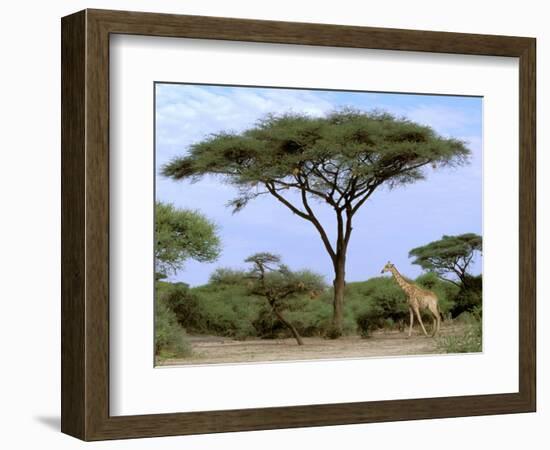 Southern Giraffe and Acacia Tree, Okavango Delta, Botswana-Pete Oxford-Framed Photographic Print