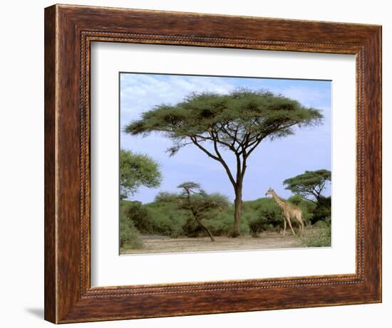 Southern Giraffe and Acacia Tree, Okavango Delta, Botswana-Pete Oxford-Framed Photographic Print