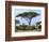 Southern Giraffe and Acacia Tree, Okavango Delta, Botswana-Pete Oxford-Framed Photographic Print