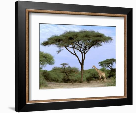 Southern Giraffe and Acacia Tree, Okavango Delta, Botswana-Pete Oxford-Framed Photographic Print