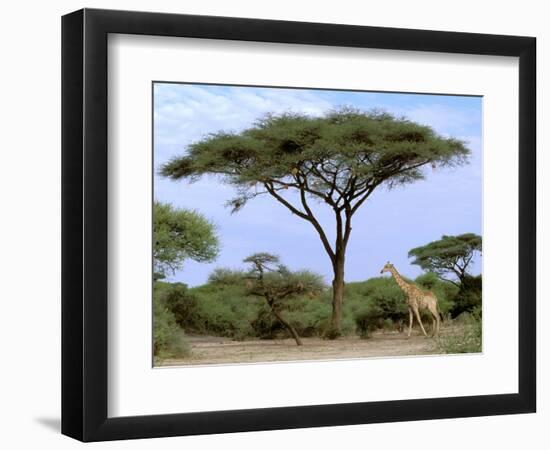 Southern Giraffe and Acacia Tree, Okavango Delta, Botswana-Pete Oxford-Framed Photographic Print