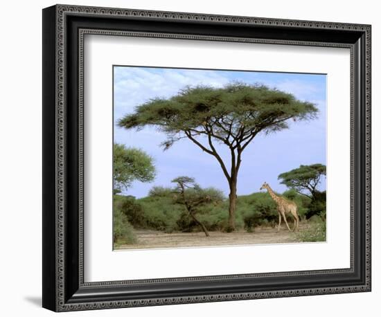 Southern Giraffe and Acacia Tree, Okavango Delta, Botswana-Pete Oxford-Framed Photographic Print