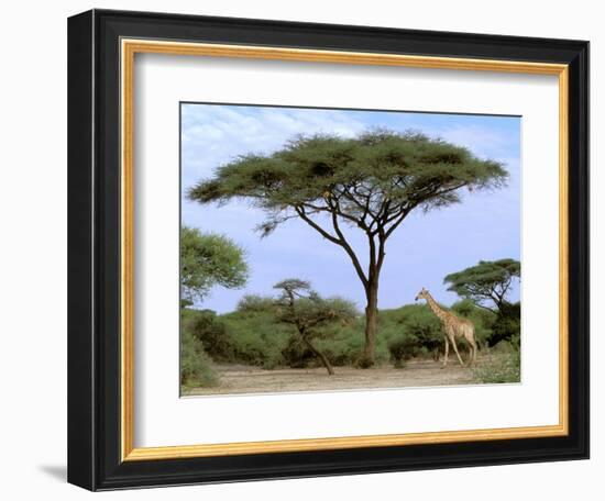 Southern Giraffe and Acacia Tree, Okavango Delta, Botswana-Pete Oxford-Framed Photographic Print