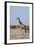 Southern Giraffe, Central Kalahari National Park, Botswana-Sergio Pitamitz-Framed Photographic Print