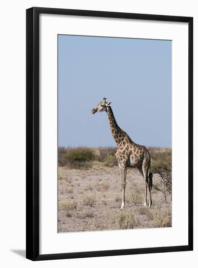 Southern Giraffe, Central Kalahari National Park, Botswana-Sergio Pitamitz-Framed Photographic Print