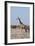 Southern Giraffe, Central Kalahari National Park, Botswana-Sergio Pitamitz-Framed Photographic Print