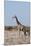 Southern Giraffe, Central Kalahari National Park, Botswana-Sergio Pitamitz-Mounted Photographic Print