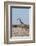 Southern Giraffe, Central Kalahari National Park, Botswana-Sergio Pitamitz-Framed Photographic Print