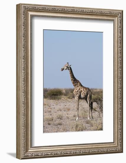 Southern Giraffe, Central Kalahari National Park, Botswana-Sergio Pitamitz-Framed Photographic Print