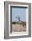 Southern Giraffe, Central Kalahari National Park, Botswana-Sergio Pitamitz-Framed Photographic Print