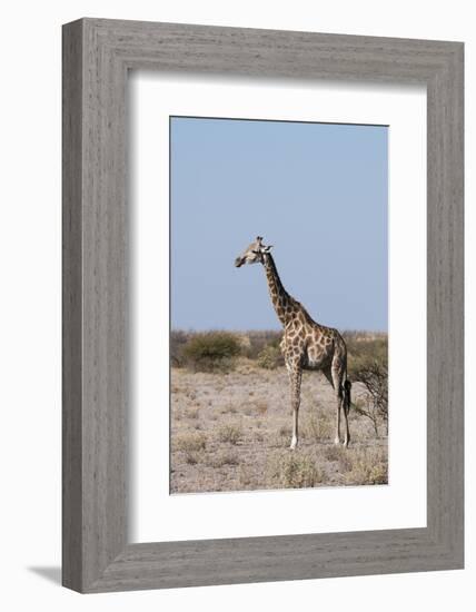 Southern Giraffe, Central Kalahari National Park, Botswana-Sergio Pitamitz-Framed Photographic Print