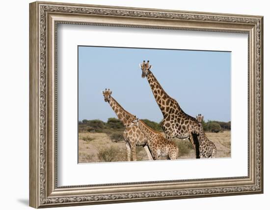 Southern Giraffe, Central Kalahari National Park, Botswana-Sergio Pitamitz-Framed Photographic Print