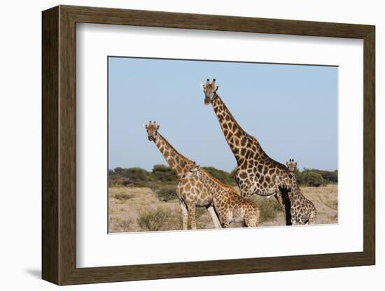 Southern Giraffe, Central Kalahari National Park, Botswana-Sergio Pitamitz-Framed Photographic Print
